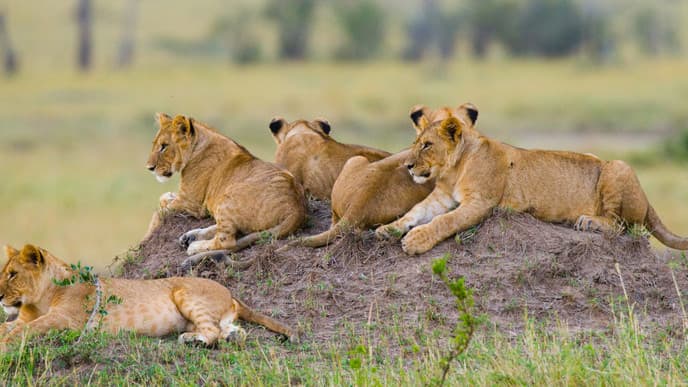 Experience the Masai Mara plains
