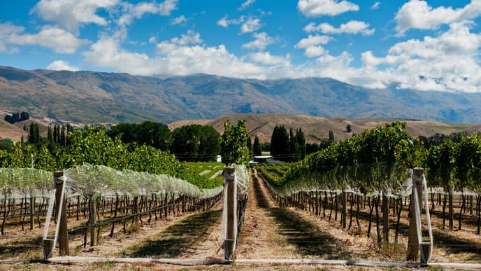 Wine tasting around Queenstown