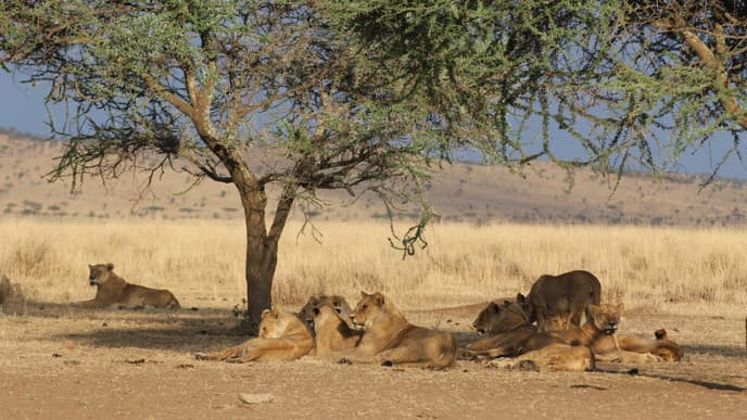 Wildtiere und Übernachtung mitten in der Serengeti