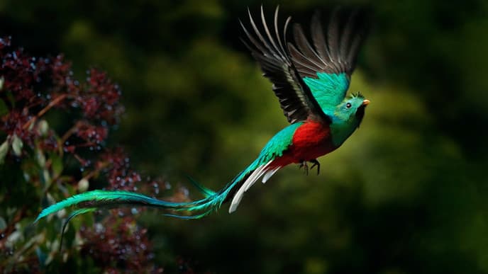 Spot dazzling quetzals