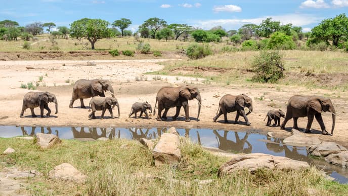 Elephants and Baobabs in Tarangire