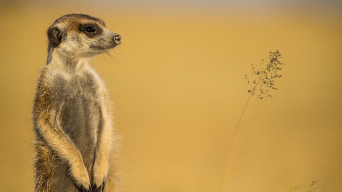 Planschbecken für Elefanten