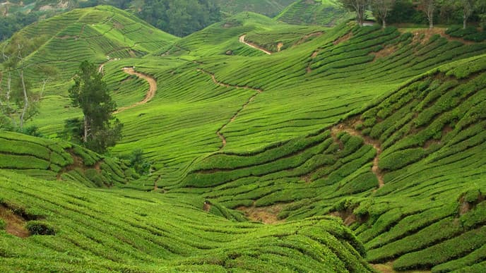 Mossy Forest and Tea Stories