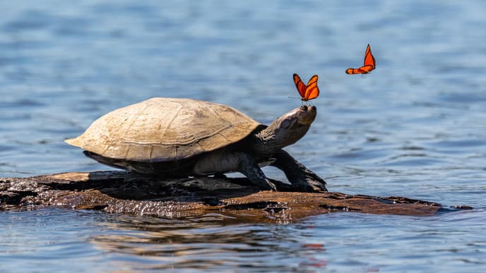 The wilderness of Tambopata