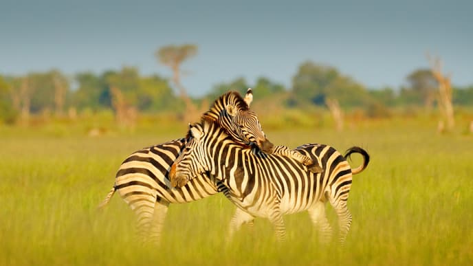 Deep-dive into the magic of Moremi