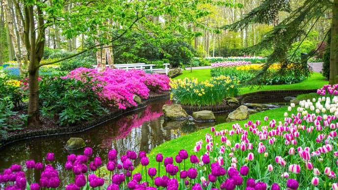 Tulip fields & the Keukenhof Gardens