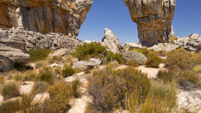 Das Blumenmeer im Namaqualand