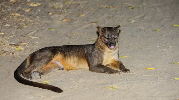 Enjoy the Wildlife of Kirindy Reserve