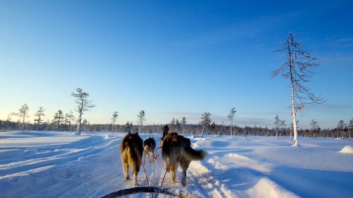 Husky sleigh ride & snowmobile Aurora chase