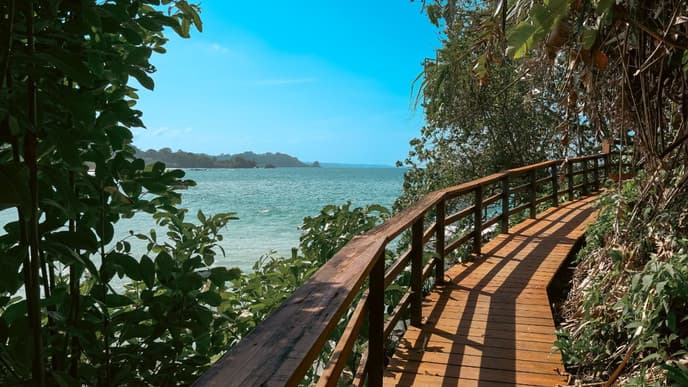 Explore the world of cocoa