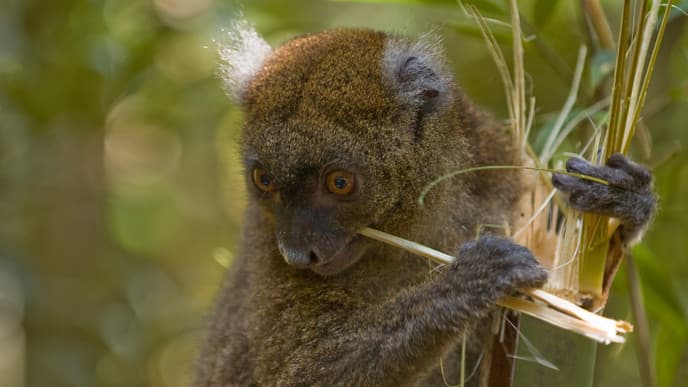 Spend A Day In The Ranomafana National Park