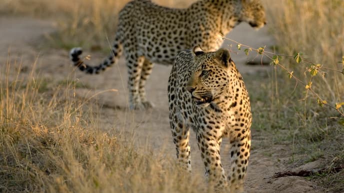 Your final night in the Savuti