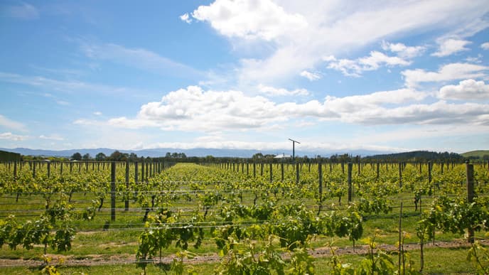 Auf dem Weg in die Weinberge Neuseelands