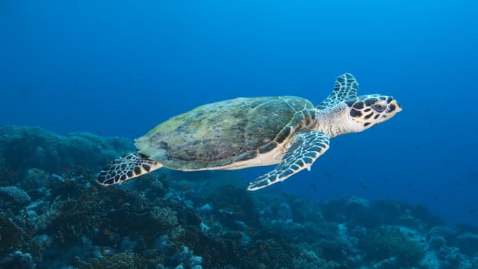 Go on a Night Wreck Dive