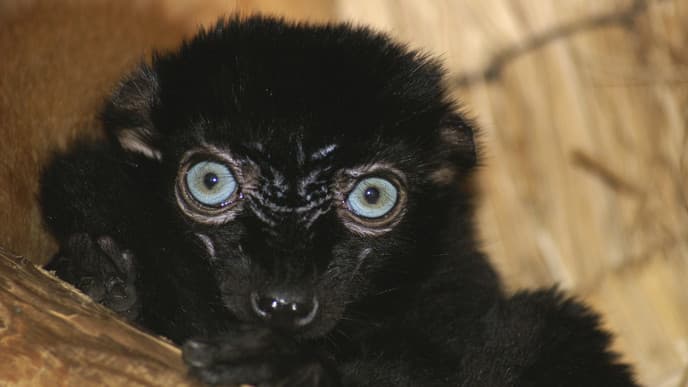 Blauäugige Lemuren & lokale Märkte