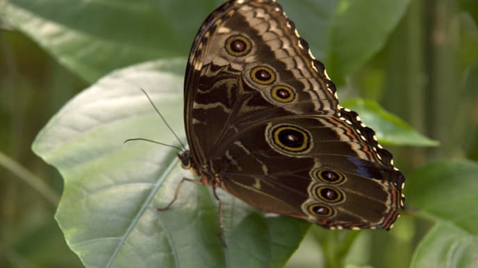 Explore the fabulous Pierella Ecological Garden