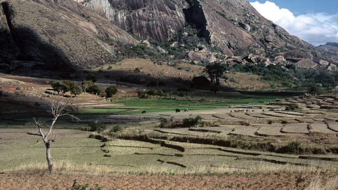 Visit The Weekly Zebu Market At Ambalavao