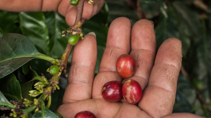 Meet the coffee farmers