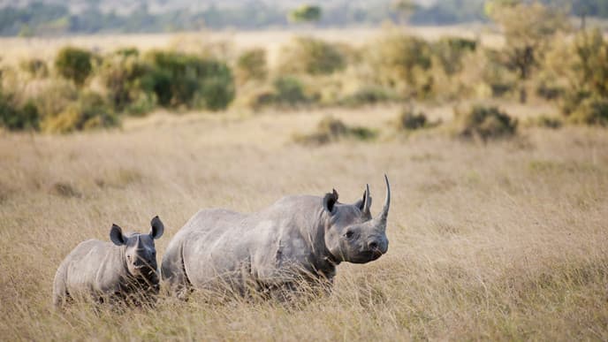 Pirschfahrten im Manyoni Private Game Reserve
