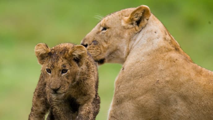 Delve into Eden at Ngorongoro Crater