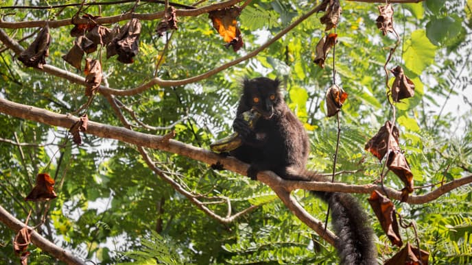 Day 6 - Visit Nosy Komba