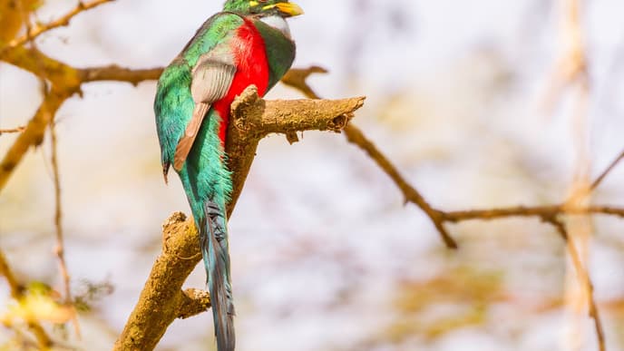 Kibale Birding & The Green-breasted Pitta