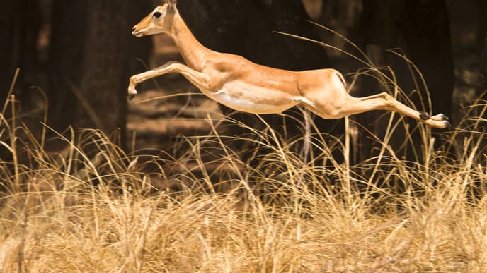Witness Wildlife in their Natural Habitat