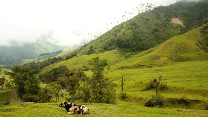 The beauty of the Cocora Valley