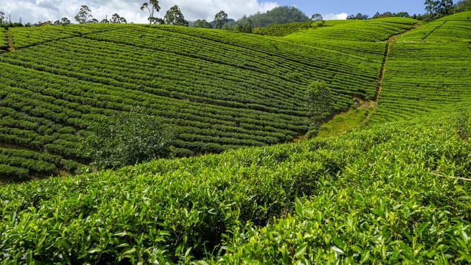 Tea plantation tour & tasting