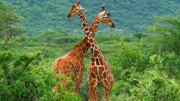 See Amazing Wildlife In Samburu