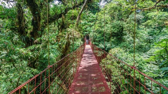 Über Hängebrücken durch den Nebelwald
