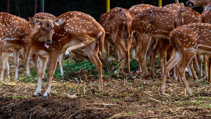 Discover the Animals of Kanha National Park