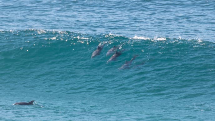 Ihre Südafrika-Safari beginnt!