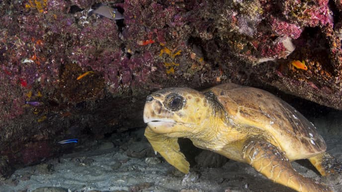 Unterwasserwelt am Mnemba Atoll