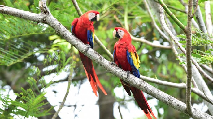 Wanderung zur San Pedrillo Rangerstation
