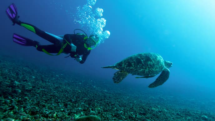 Schnorcheltour zu den Wasserschildkröten