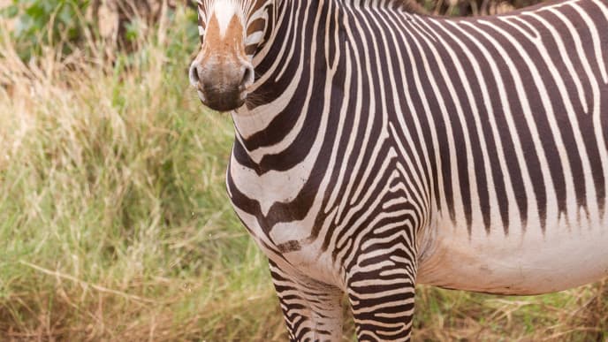 Erkunden Sie Samburu