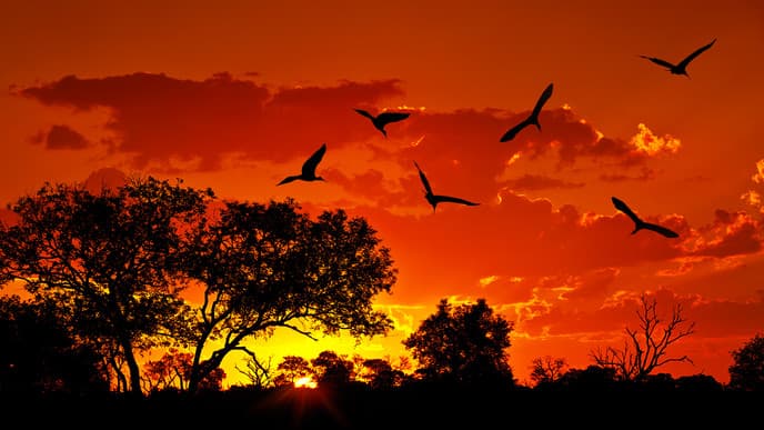 Big 5 im Kruger Nationalpark