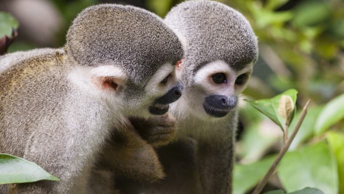 Deep into the rainforest