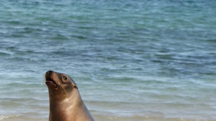Swim with sea lions off Santa Fe Island