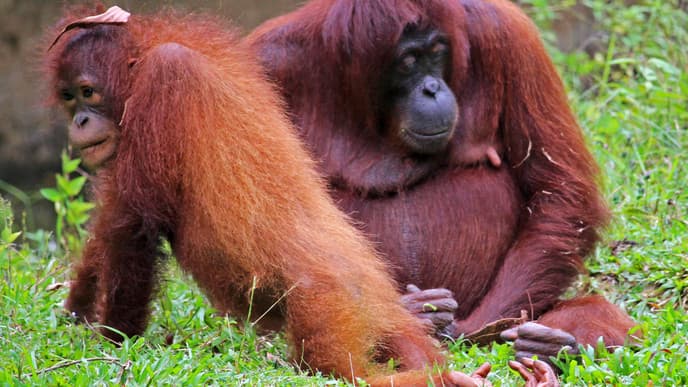 Besuch im Orang-Utan-Rehabilitationszentru