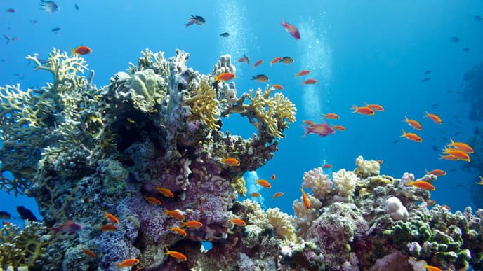 The Red Sea's natural beauty