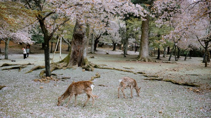Eindrucksvolle Tempel in Nara