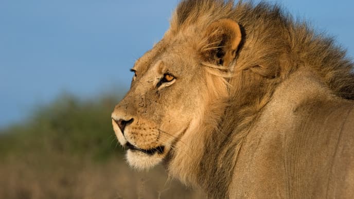 Magical Kalahari