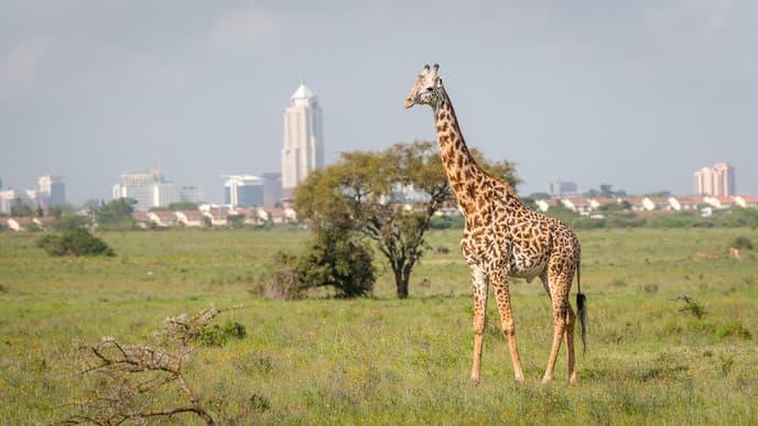 Day 1 - Arrive in Nairobi