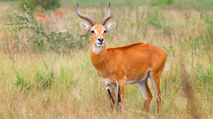 Wilde Tiere im Queen-Elizabeth-Nationapark