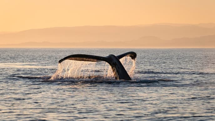 Whale watching in Steveston