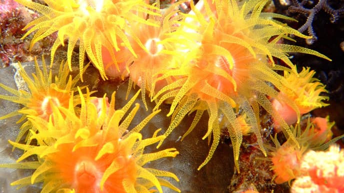 Beach activities like snorkeling or scuba diving