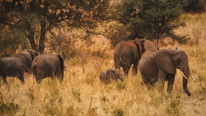 Afternoon game drive in an unspoilt reserve