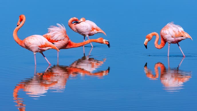 Journey to the Galapagos Islands